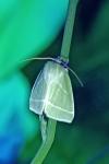 Pseudoips prasinanus