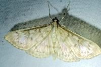 Patania ruralis