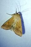 Helicoverpa armigera