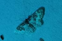 Idaea rusticata