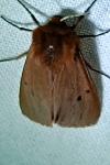 Phragmatobia fuliginosa