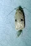 Agonopterix propinquella