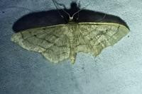 Idaea aversata