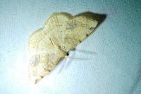 Stegania trimaculata
