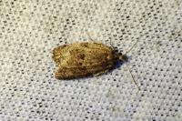 Adoxophyes orana