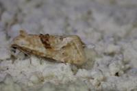 Cochylimorpha straminea