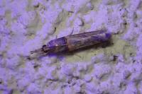 Etiella zinckenella