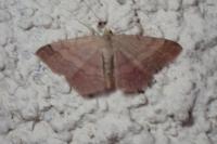 Scopula rubiginata