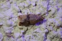 Celypha striana