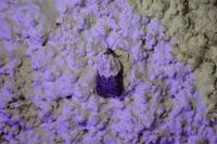 Acleris variegana