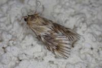 Cynaeda dentalis
