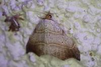 Laspeyria flexula
