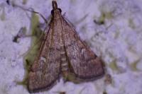 Dolicharthria punctalis
