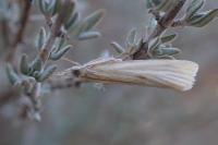 Xanthocrambus delicatellus