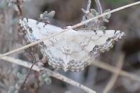 Scopula decorata