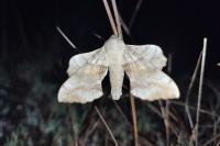 Laothoe populi