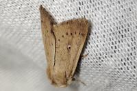 Mythimna sicula