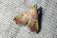 Endotricha flammealis