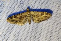 Eupithecia nanata