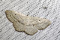 Scopula nigropunctata