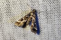 Diasemiopsis ramburialis