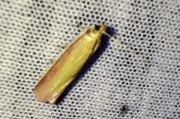 Oncocera semirubella