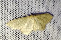 Idaea sylvestraria