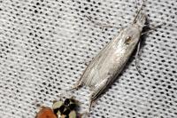 Metacrambus carectellus