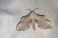 Laothoe populi