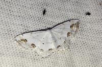 Scopula ornata