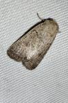 Hoplodrina ambigua