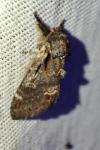 Notodonta dromedarius