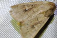 Mythimna ferrago