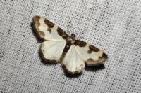 Lomaspilis marginata