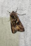 Autographa gamma