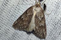 Pachycnemia hippocastanaria
