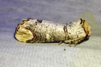 Phalera bucephala