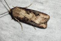 Agrotis ipsilon