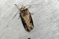 Axylia putris