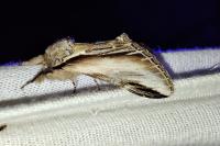 Pheosia tremula