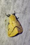Spilarctia lutea