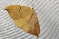 Watsonalla binaria
