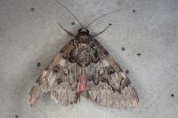 Catocala coniuncta