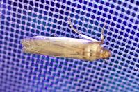 Denticera divisella
