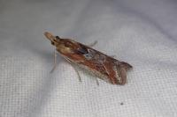 Ancylosis cinnamomella