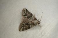 Cryphia