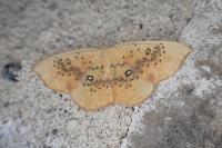 Cyclophora lennigiaria