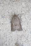 Nycteola columbana