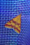 Pyrausta sanguinalis