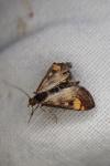 Pyrausta